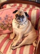 Visit with our shop dog Natasha!